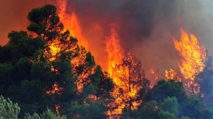 Εμπρησμούς καταγγέλλουν για τις φωτιές σε Λέσβο, Λαγονήσι (βίντεο)